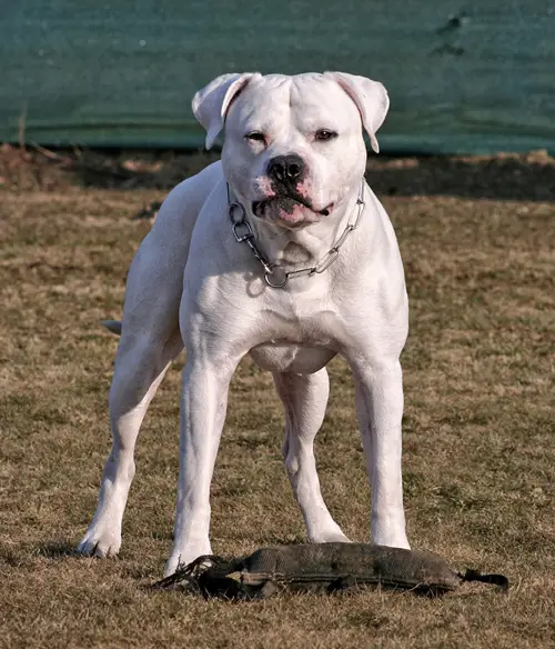 DUAL GRAND CHAMPION Chestnut's Little Eskimo