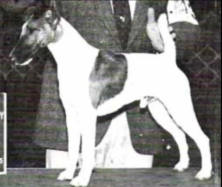 AM CH Foxmoor Double Double Chief