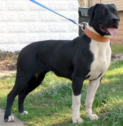 Black Champ's Yana (BMK's)