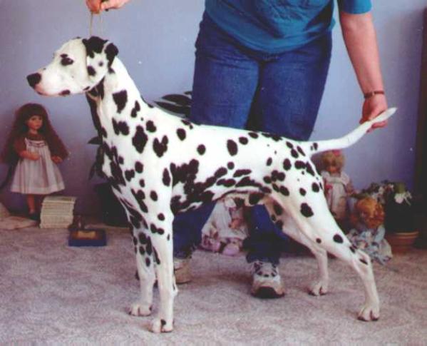 Ch. Satin's Clown'N Around