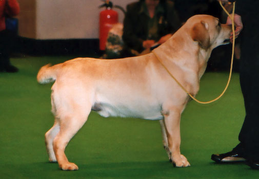 GB CH Carpenny Anchorman