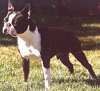 CH (AKC) Brandy's Davy Crockett