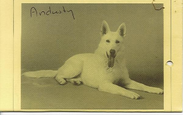 Why Not White Alsatian Andusty