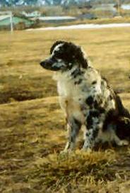 Las Rocosa Moss Agate