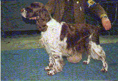 N UCH Hazelwood's Geisha at Inu-Goya