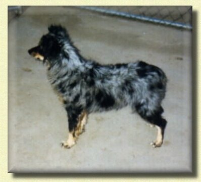 Valhalla's Blueberry Brandy