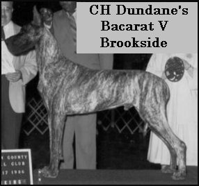 CH Dundane's Bacarat V Brookside