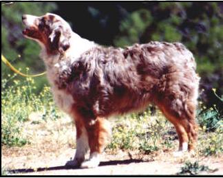 Fatal Attraction of Starcross