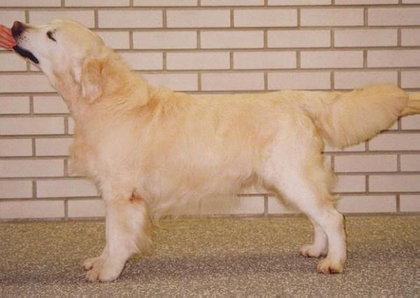 FIN CH Linchael Ravel