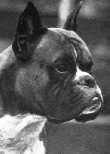 KLUBSIEGER Earl vom Herforder Ring