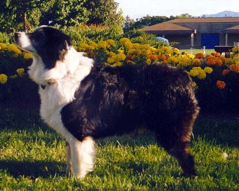 ASCA CH Somercrest's Macon Trax of Taltarni