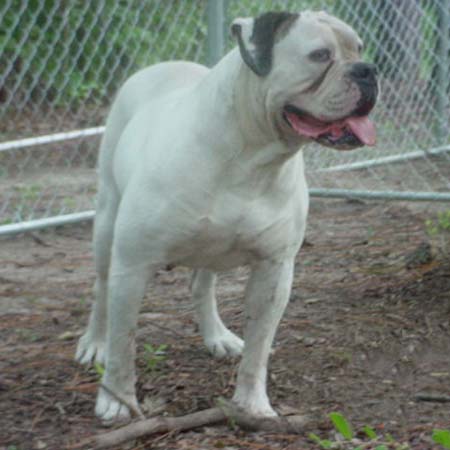 Johnson's Collette Holloway  (Holloway Bulldog )