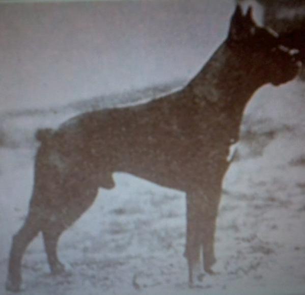 Hansel v Stolzenfels