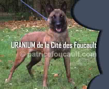Uranium de la Cité des Foucault