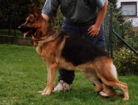 V Erl vom Westernholz