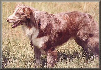 WTCH Judds Chickasaw Dan