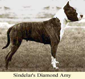 Ch. Sindelar's Diamond Amy