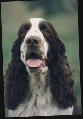 AUST CH Clanach Wrath O Khan