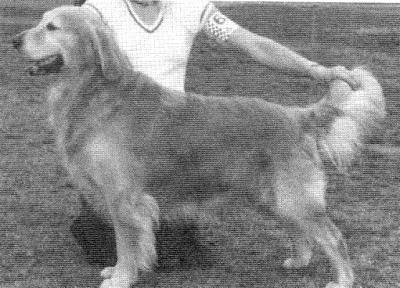 Can CH Butterblac Beardsanbrow Beacon