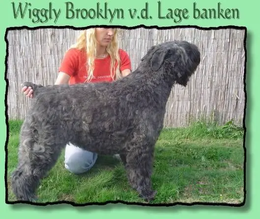 Wiggly Brooklyn v.d. Lage Banken