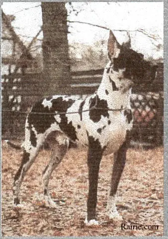 Nerjungri von der Burg Diana