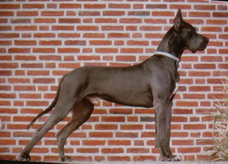 Aramis von der Schlehhecke
