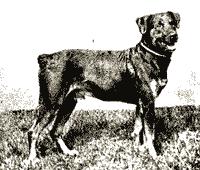 CH Russ vom Bruckenbuckel