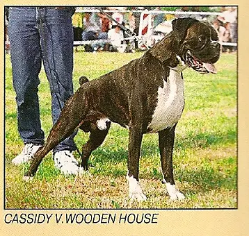 CH. HOLLAND Cassidy v.Wooden House