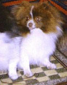 Del Rey Color Me True