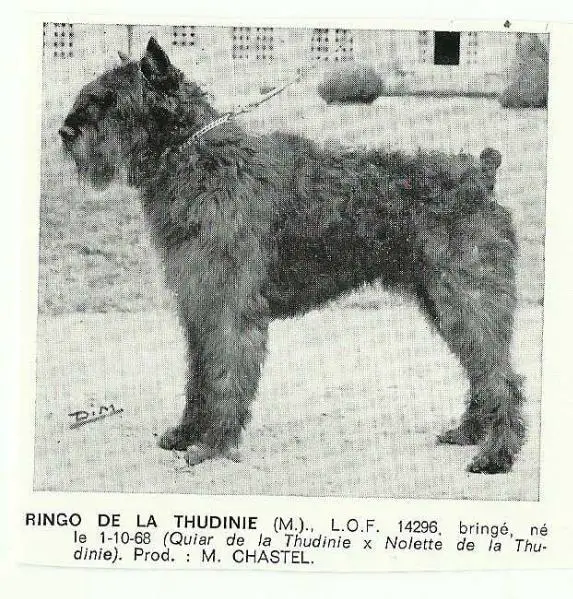 BEL'CH Ringo de la Thudinie