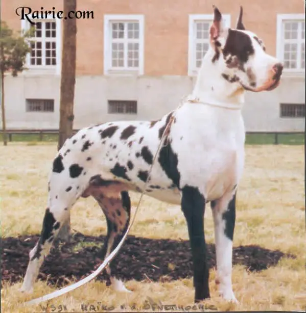 Haiko von der Ofnethöhle