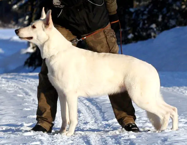 BALT CH, BALT J CH Born to Win White Gatekeeper