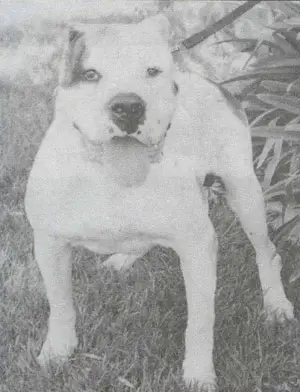 Sure-Grip's Hannibal the Cannibal