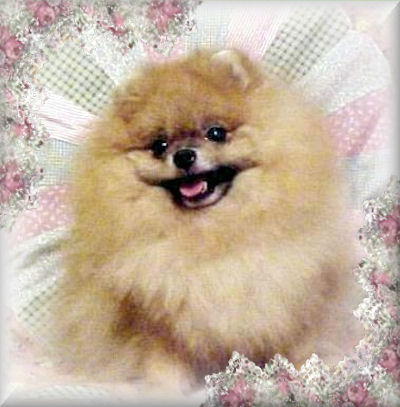 Wee Hearts Star Of Lil Darlin