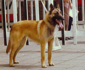 Conny des Ardents Fauves