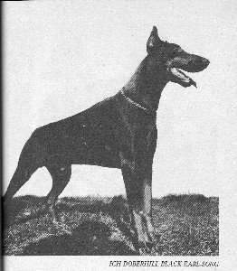 BKHCH, ICH Doberhill Black Earl Song