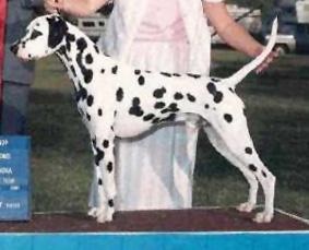 CH Sunnyglen's Spencer For Hire