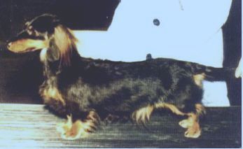 AM. CH Woodheath Sundew ML