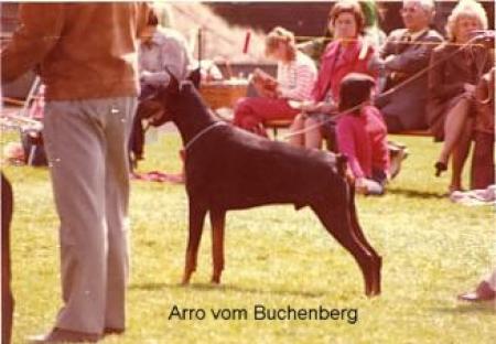 MULTI. CH. Arro Vom Buchenberg