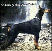 CH Moraga Hill's Desert Wind