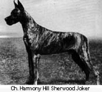 CH Harmony Hill Sherwood Joker