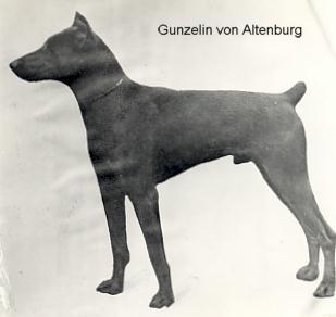 Gunzelin V Altenburg