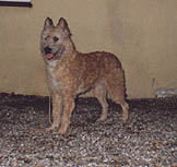 CH DK N V1 CAC Pelsens Scirocco