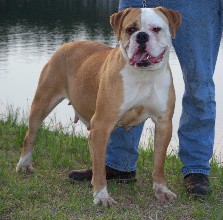 Kim's Taffy Too of IBK