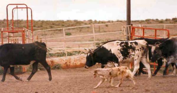 Las Rocosa L'Oreal