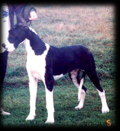 Chanoz Elizabeth V Riverwood