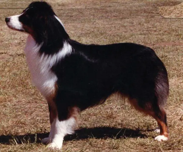 Tri-Ivory Once Upon A Time