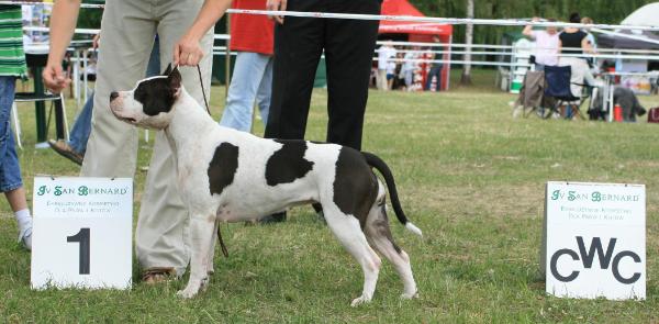 3XCAC, CACIB, CH PL FORBIDDEN LOVE z Doliny Jezierzycy