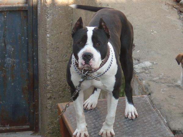 Colby's Mabel - 915864