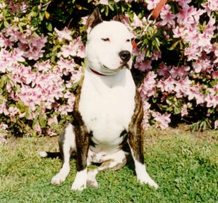 CH Magnolia's CMDR Whitehead